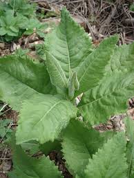 Image result for Senecio auriculatissimus