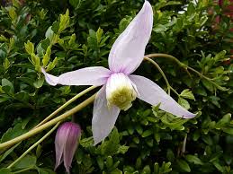 Maybe you would like to learn more about one of these? Clematis Alpina Willy