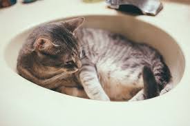 But, since cats can become aggressive or irritated when you try to bathe them, it is easy to get in the habit of skipping it altogether. Do Cats Need Baths Should You Bathe Them How Often
