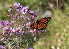 Useful list of colors/ colours with examples and color images. Asters How To Plant Grow And Care For Aster Flowers The Old Farmer S Almanac