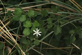 Image result for Jasminum fluminense