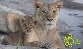 Businesses nationwide turn to lion technology inc. Gucci Joins The Lion S Share Fund To Support Wildlife Conservation Africa Renewal