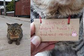 Mempelajari gerakan kaki kucing sangat penting dalam membangun hubungan yang baik dengan hewan peliharaan anda. Kucing Peliharaan Hilang 3 Hari Tiba Tiba Pulang Bawa Daftar Utang