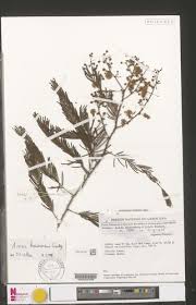 Image result for Acacia kamerunensis