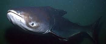 Mekong Giant Catfish Wwf