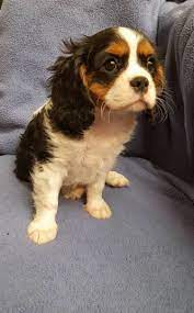 Pin On Available Puppies