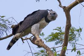 Goddesses Of The Wind How Researchers Saved Venezuela S Harpy Eagles
