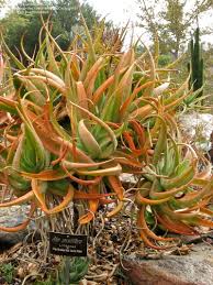 Image result for Aloe spicata
