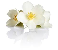 Symbolic And Spiritual Meaning Of Jasmine Flowers Jasmine Flower Flower Meanings Flowers