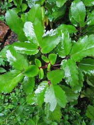 Makna kultural daun setawar adalah menawarkan segala yang berbisa dan beracun. Kebun Mini Khasiat Pokok Setawar Kampung Daun Setawar Facebook