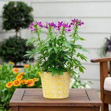 Image result for Cleome densifolia