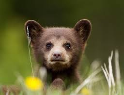 Baby Bear