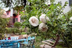 Interno verde è patrocinato dal mibact, dal comune e dall'università di parma, dall'associazione italiana architettura del paesaggio, dall'associazione nazionale pubblici giardini, da kilometroverde parma, parma alimentare e parma io ci sto! Interno Verde Parma Trenta Giardini Da Visitare Parma Io Ci Sto