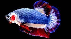 Maybe you would like to learn more about one of these? Arti Mimpi Melihat Ikan Emas Ikan Cupang Yang Dipercaya Datangnya Rezeki Nomplok Tribun Jogja