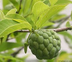 Image result for Annonaceae