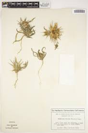 Image result for Blepharis involucrata