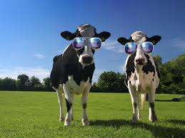 2 Cool Cows Hanging Out Cow Wallpaper Cow Structured Water