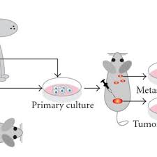 Animal cell culture introduction types methods and. Animal Cell Lines Schematic Representation Shows How Cell Cultures Are Download Scientific Diagram