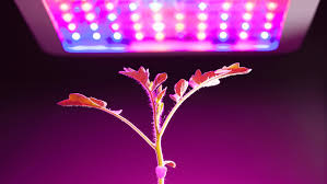 Led Grow Pflanzenlampen Selber Bauen Oder Kaufen Vergleich 2019