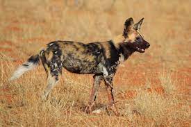 African wild dogs are solidly built and extremely athletic. African Wild Dog Wikipedia