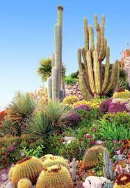 Outdoor cactus garden design cactus in the small. 68 Cactus Landscaping Ideas That Will Inspire You Garden Tabs