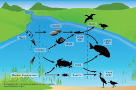 Life In The Estuary Resource Estuaries Connect Land And Sea They Are Partly Enclosed Bodies Of Water Situated At The Edge Of Food Web Wetland Biome Estuary