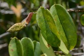 Image result for Baphia bequaertii