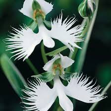 Maybe you would like to learn more about one of these? Top 25 Beautiful Orchid Flowers
