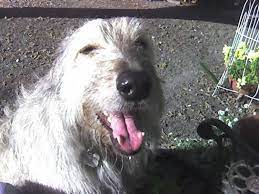 Dog Ear Cleaner Recipe Food Com Recipe Dog Ear Cleaner Dog Ear Cleaner Recipe Dog Care