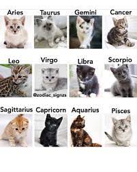 Cute Cats Cute Cats And Kittens Cute Cats Breeds Cute Cat Videos Cute Cats With Big Eyes Zodiac Signs Animals Zodiac Signs Funny Zodiac Signs Taurus
