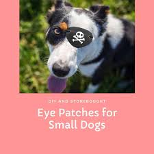 Diy eye patch for glasses. 3 Best Eye Patch For Small Dog Diy Or Budget Online Options Oodle Life