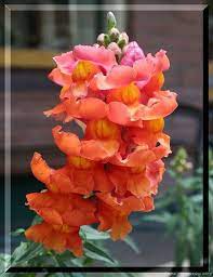 250 Orange Wonder Snapdragon Antirrhinum Majus Flower Seeds Comb S H Visit The Store For Lots Of Other Flower Seed Gifts Snapdragon Flowers Flower Seeds