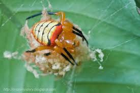 Beautiful Female Orb Weaver Spider Guarding Egg Sac Spider Wolf Spider Crab Spider