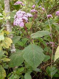 Image result for Bartlettina