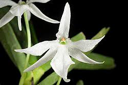 Image result for Jumellea usambarensis