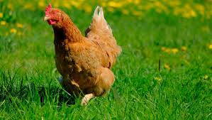 Les formes graves touchent notamment les poules et les dindes, mais les canards et les oies montrent peu de symptômes. Aude Et Pyrenees Orientales Les Deux Departements Places En Risque Eleve De Grippe Aviaire Lindependant Fr