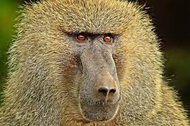 Baboon Trackers Herald New Age Of Animal Behaviour Research Baboon Animal Behavior Animals