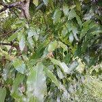 Image result for Diospyros abyssinica