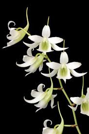 Image result for Summerhayesia