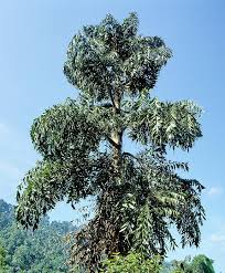 Image result for Caryota urens