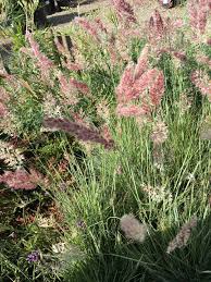 Image result for Melinis nerviglumis