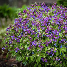 Image result for Lathyrus