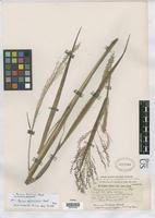 Image result for Panicum graciliflorum