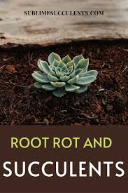The cause of the succulent rot is simply overwatering, but you black echeveria, just like the black prince, is particularly sensitive to rot. Succulent Root Rot Fast Treatment To Healthy Plants Succulents Replanting Succulents Cacti And Succulents