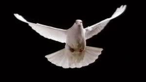 ⬇ descargar imágenes de paloma blanca volando en el cielo, fotos de paloma blanca volando en el cielo sin royalties busca imágenes premium de alta calidad en depositphotos precios accesibles Comentario Paloma Blanca Volando Video Dailymotion