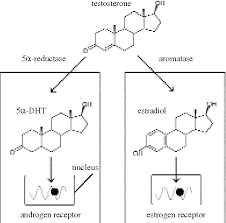 Estrogen, any of a group of hormones that primarily influence the female reproductive tract in its development, maturation, and function. Figure 1 From The Role Of Testosterone In Aggression Semantic Scholar