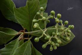 Image result for Psychotria ealaensis