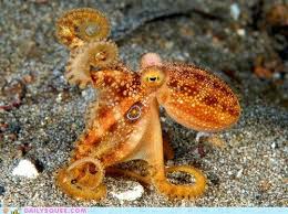 Squee Spree Eight Waves Goodbye Octopus Octopus Pictures Sea Creatures