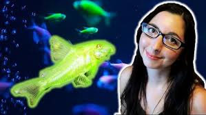 GloFish Corydoras Care Guide