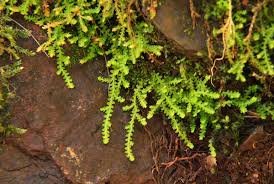 Image result for Selaginella mittenii
